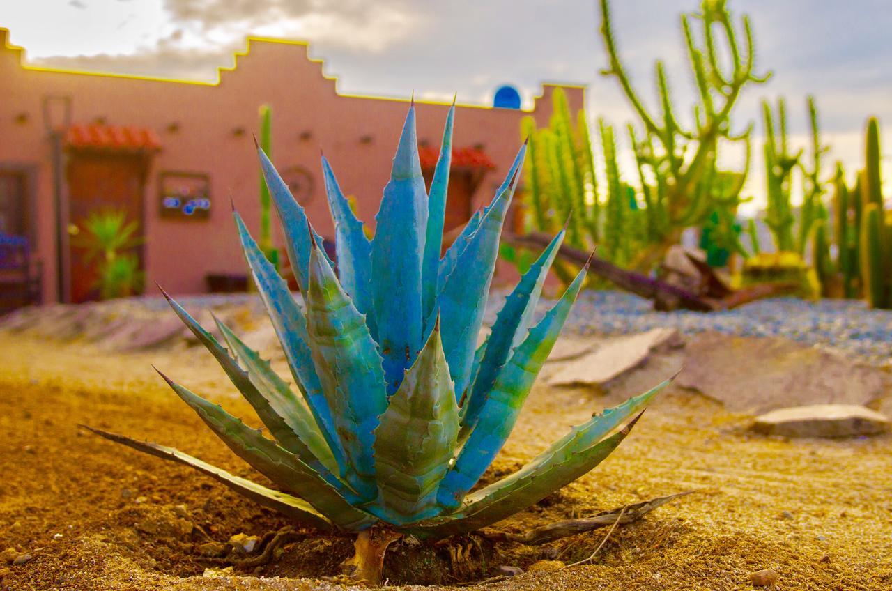 El Alamo Otel Valle de Guadalupe Dış mekan fotoğraf